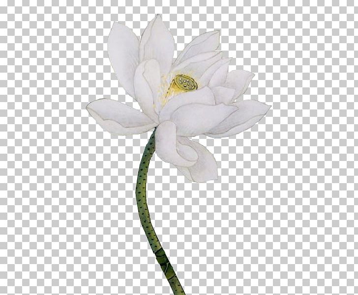 Petal Cut Flowers Google S PNG, Clipart, Baidu, Baidu Tieba, Bulletin Board System, Cut Flowers, Drawing Free PNG Download