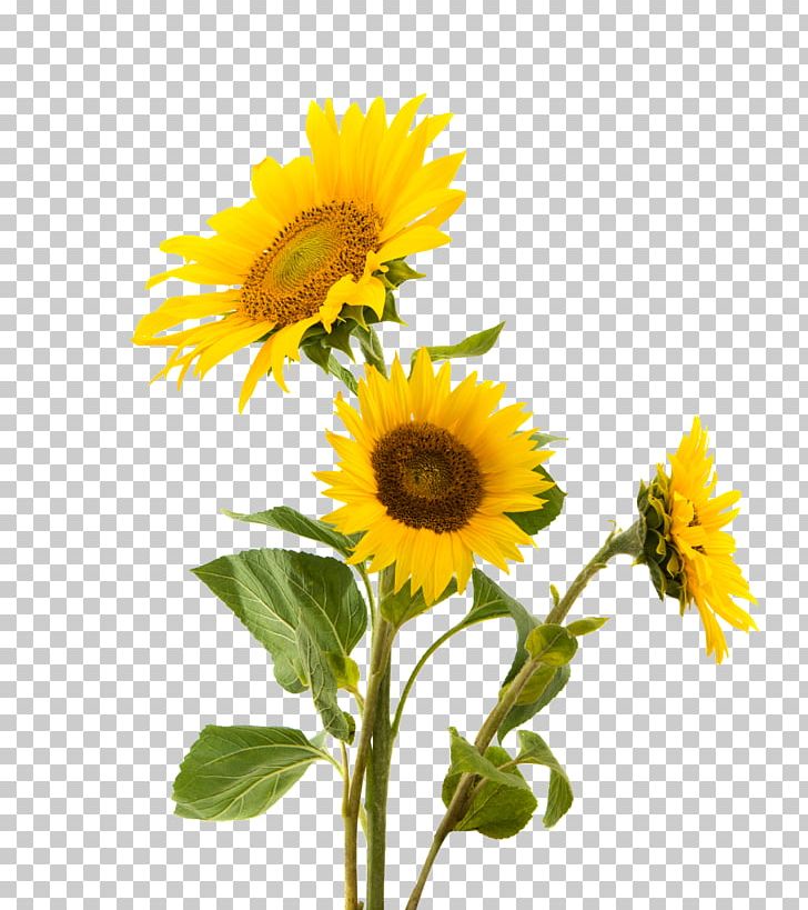 Sunflower Seed Common Sunflower Nut Gluten Snack PNG, Clipart, Annual Plant, Common Sunflower, Cut Flowers, Daisy Family, Flower Free PNG Download