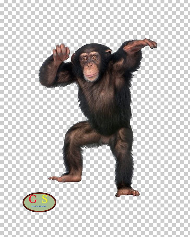 Bonobo Baboons Sumatran Orangutan Bornean Orangutan Monkey PNG, Clipart, Animals, Baboons, Bonobo, Bornean Orangutan, Chimpanzee Free PNG Download