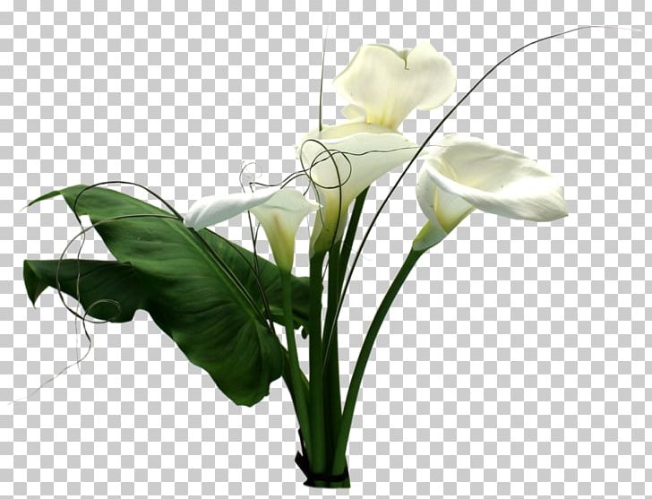 Cut Flowers Floral Design PlayStation 2 Arum Lilies PNG, Clipart, Alismatales, Arum, Arum Lilies, Bud, Cut Flowers Free PNG Download