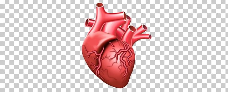 Heart PNG, Clipart, Art, Brain Vector, Heart, Human, Human Body Free PNG Download