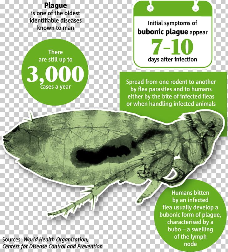 Black Death In The Wake Of The Plague Bubonic Plague Yersinia Pestis PNG, Clipart, Alamy, Amphibian, Black Death, Bubonic Plague, Fauna Free PNG Download