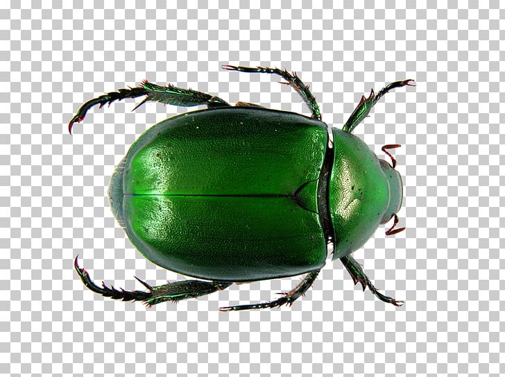 Dung Beetle Flower Chafer Scarab Ancient Egypt PNG, Clipart, Animals, Arthropod, Background Green, Beetle, Beetles Free PNG Download