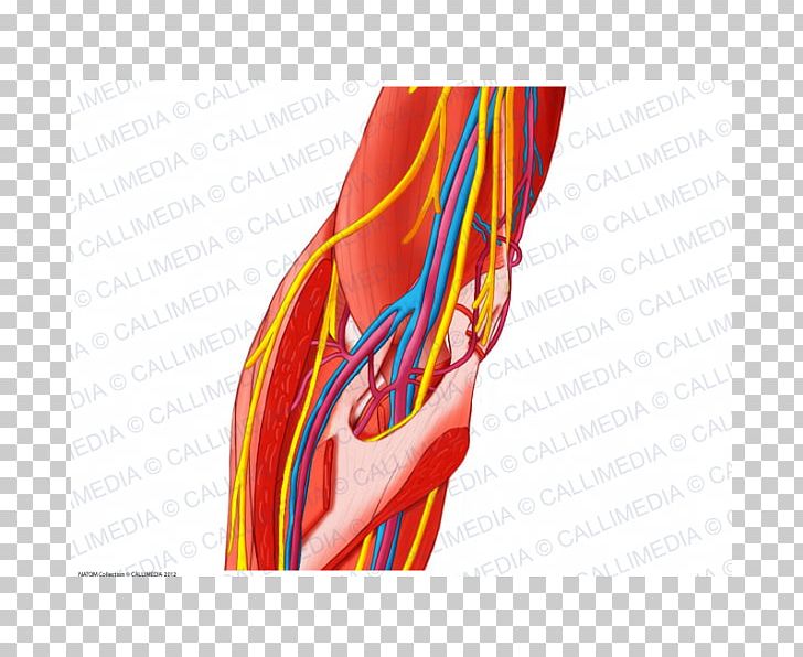 Elbow Forearm Nerve Muscle PNG, Clipart, Anatomy, Arm, Blood Vessel, Elbow, Finger Free PNG Download