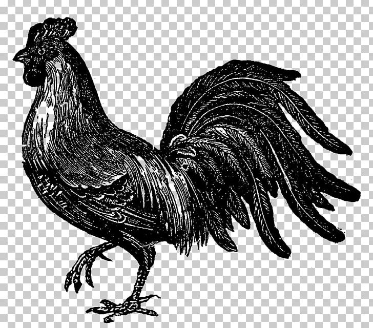 Rooster Chicken Drawing Illustration PNG, Clipart, Animals, Antique, Art, Beak, Bird Free PNG Download