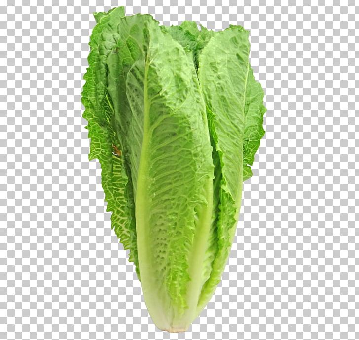Caesar Salad Iceberg Lettuce Romaine Lettuce Leaf Vegetable Red Leaf Lettuce PNG, Clipart, Cabbage, Caesar Salad, Chard, Chicory, Collard Greens Free PNG Download