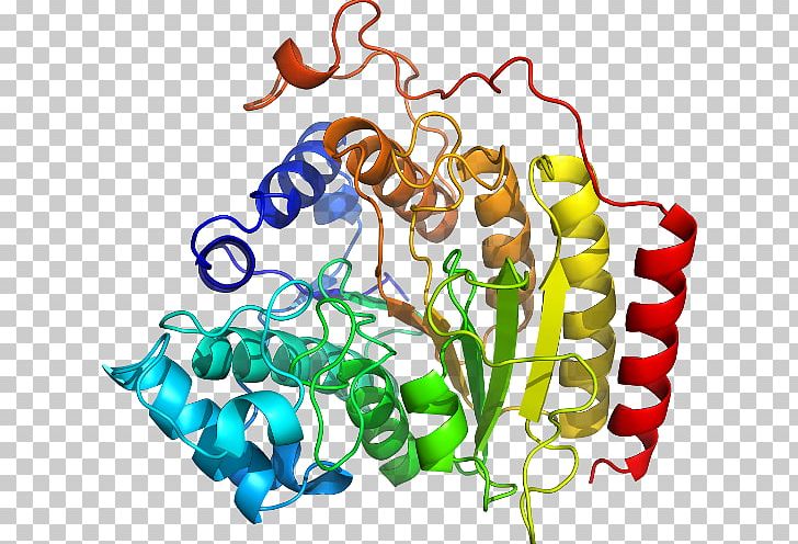 SLC3A2 CD98 Membrane Transport Protein Solute Carrier Family PNG, Clipart, 1 T, Amino Acid, Antigen, Area, Artwork Free PNG Download