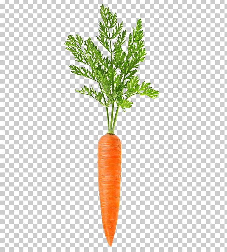 Carrot Vegetable Food PNG, Clipart, Bunch Of Carrots, Carrot Juice, Carrots, Cartoon Carrot, Crop Free PNG Download