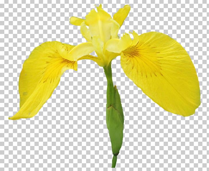 Cut Flowers Irises PNG, Clipart, Animaatio, Cut Flowers, Flower, Flowering Plant, Garden Roses Free PNG Download