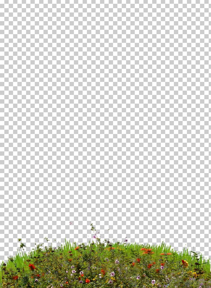Lawn Wildflower PNG, Clipart, Computer Icons, Download, Flower, Grass, Grass Family Free PNG Download