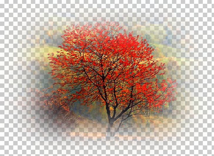 Photographer Photography Autumn Nature PNG, Clipart, Autumn, Blog, Branch, Cari, Computer Wallpaper Free PNG Download