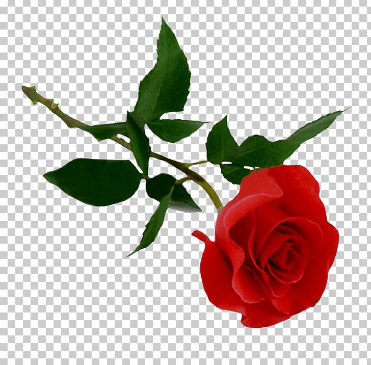 Rose Scalable Graphics PNG, Clipart, Apart, Art, Beautiful, Bees, Computer Icons Free PNG Download