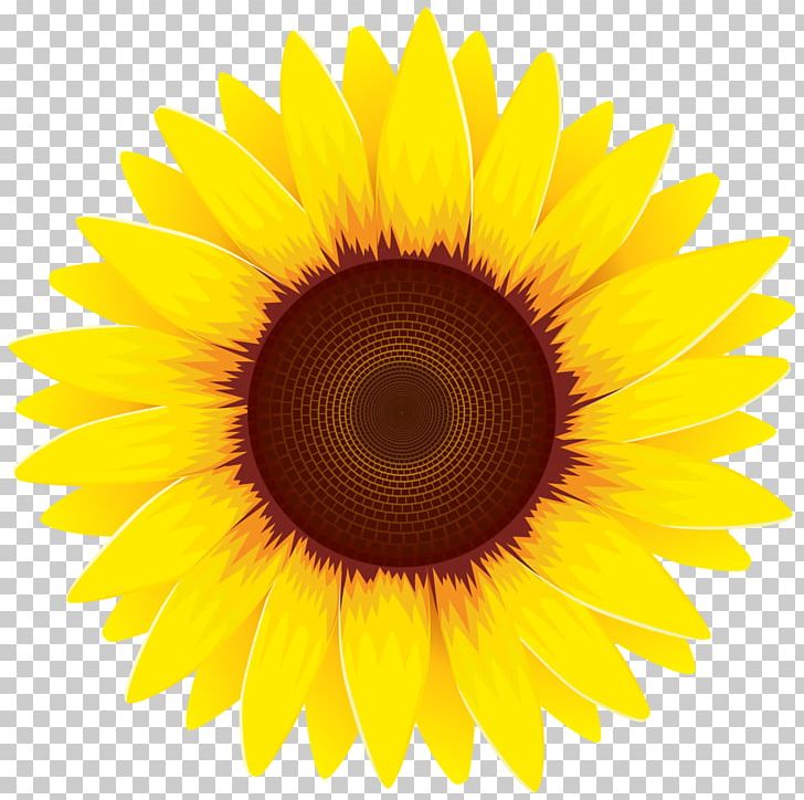 Common Sunflower Stock Photography Desktop PNG, Clipart, Aycicegi, Closeup, Common Sunflower, Daisy Family, Depositphotos Free PNG Download
