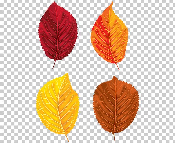 Leaf PNG, Clipart, Art, Autumn, Autumn Leaf Color, Fall, Leaf Free PNG Download