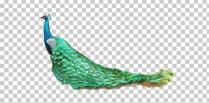 Lion Tiger Feather Peafowl PNG, Clipart, Animal, Animals, Asiatic Peafowl, Blue, Blue Peafowl Free PNG Download