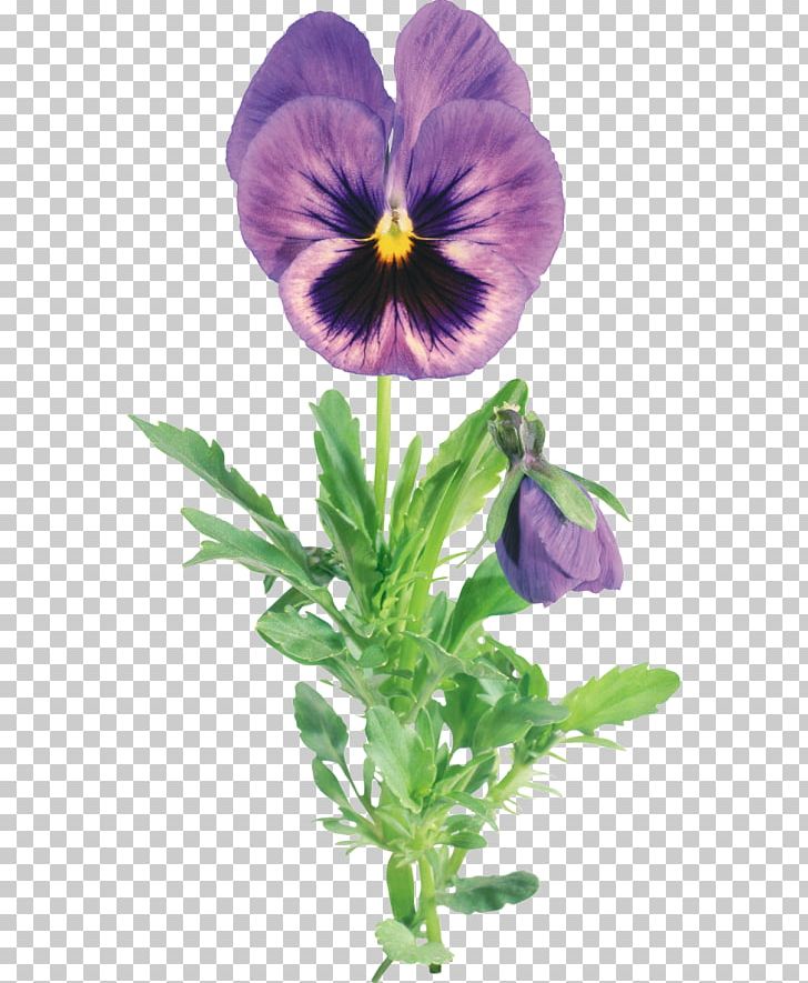 Pansy Flower Garden PNG, Clipart, Annual Plant, Drawing, Flower, Flower Garden, Flowering Plant Free PNG Download