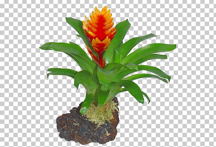 Vietnam Vriesea Bromelia Flower Plant PNG, Clipart, Aquarium Decor, Birthday, Bromelia, Bromeliads, Cut Flowers Free PNG Download