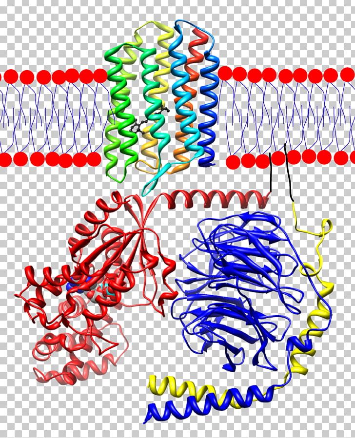 Rhodopsin Transducin Retinal Visual Perception PNG, Clipart, Area, Cell Membrane, Cis, Cone Cell, Eye Free PNG Download