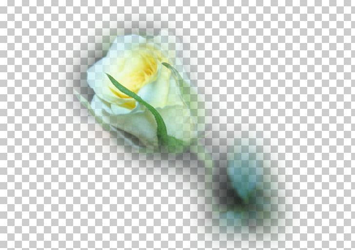 Garden Roses Rosa × Alba Cut Flowers Bud PNG, Clipart, Author, Bud, Cut Flowers, Doga Resimleri, Flower Free PNG Download