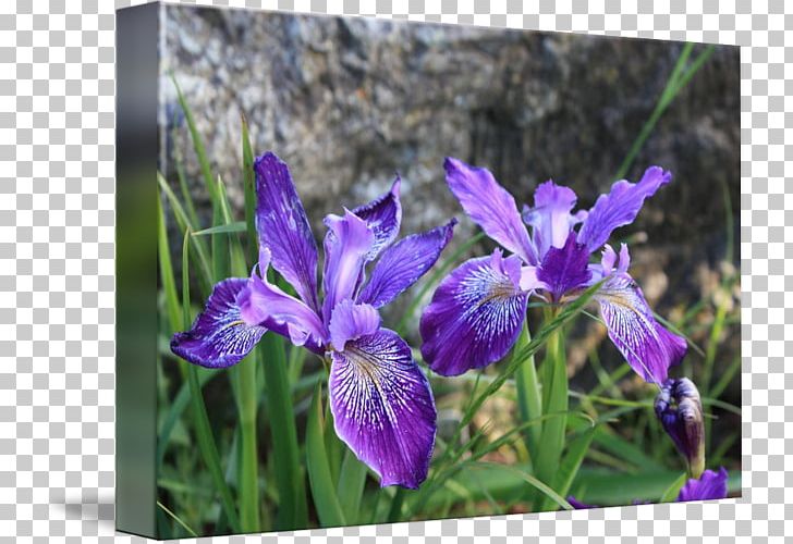 Northern Blue Flag Irises PNG, Clipart, Flower, Flowering Plant, Iris, Irises, Iris Family Free PNG Download