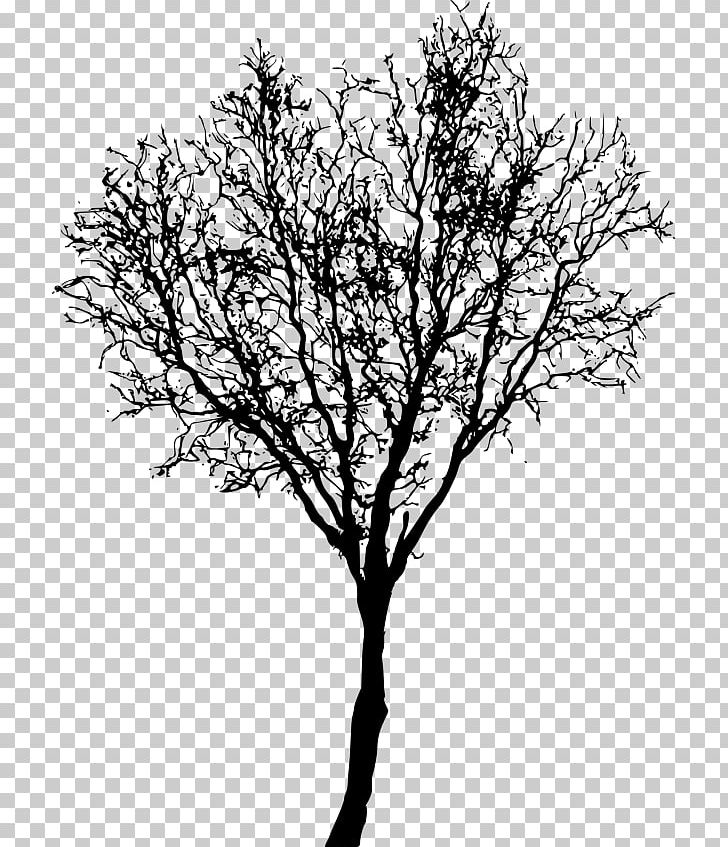 Twig Tree Branch PNG, Clipart, Austral Pacific Energy Png Limited, Black And White, Branch, Desktop Wallpaper, Leaf Free PNG Download