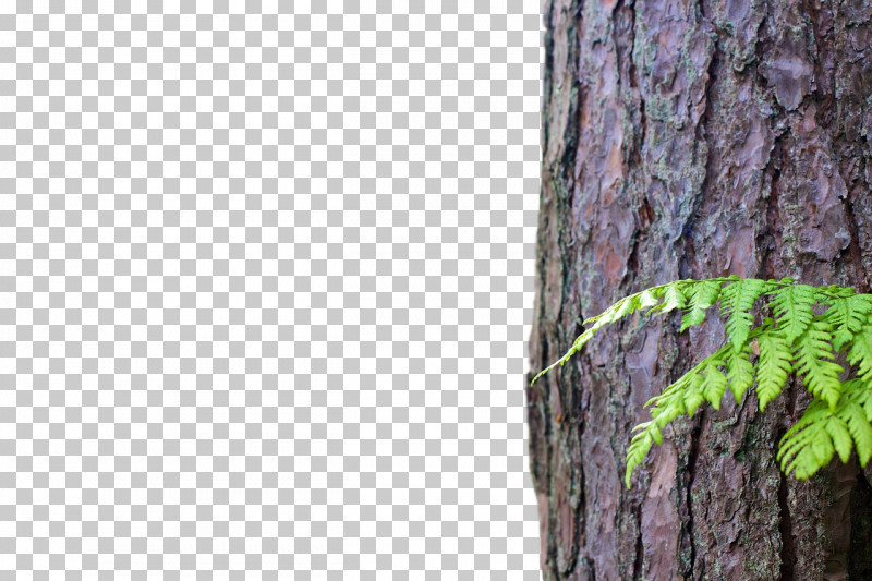 Trunk Tree Wood Twig Lumber PNG, Clipart, Bark, Birch, Branch, Chainsaw, Firewood Free PNG Download