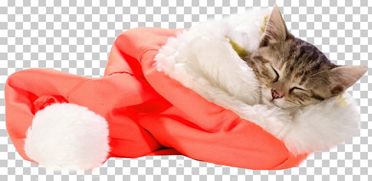 Kitten Cat Santa Claus Pet Sitting Christmas PNG, Clipart, Animals, Black Cat, Cat, Cat Like Mammal, Cats Dogs Free PNG Download