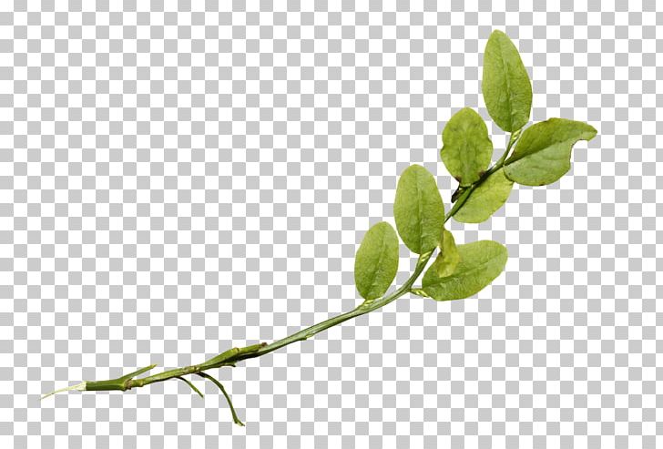 Twig Plant Stem Leaf Herb PNG, Clipart, Branch, Creative, Foliage, Herb, Leaf Free PNG Download
