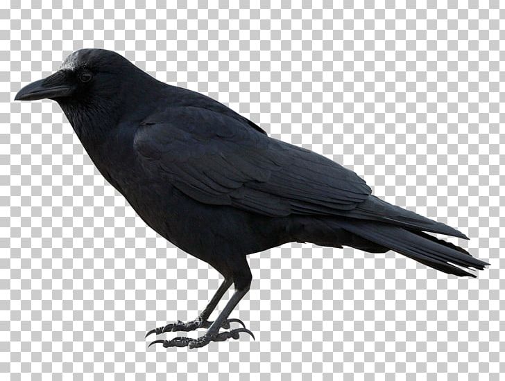 American Crow Rook New Caledonian Crow PNG, Clipart, American Crow, Beak, Bird, Birds, Black Free PNG Download