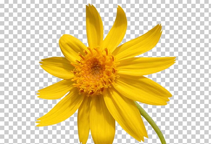 Chrysanthemum Petal PNG, Clipart, Annual Plant, Arnica, Chrysanthemum, Chrysanths, Daisy Family Free PNG Download