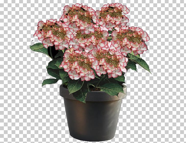 French Hydrangea Hydrangea Arborescens Plant Cut Flowers PNG, Clipart, Annual Plant, Bud, Cornales, Cut Flowers, Flower Free PNG Download
