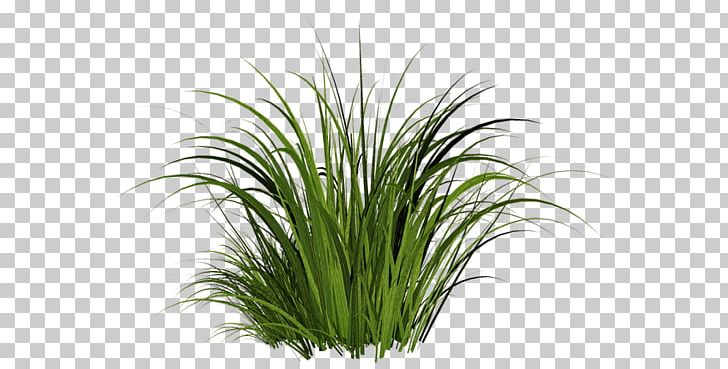 Grass PNG, Clipart, Grass Free PNG Download
