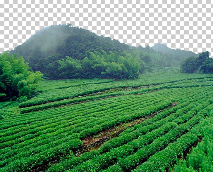 Green Tea Computer File PNG, Clipart, Agriculture, Background Green, Crop, Download, Encapsulated Postscript Free PNG Download