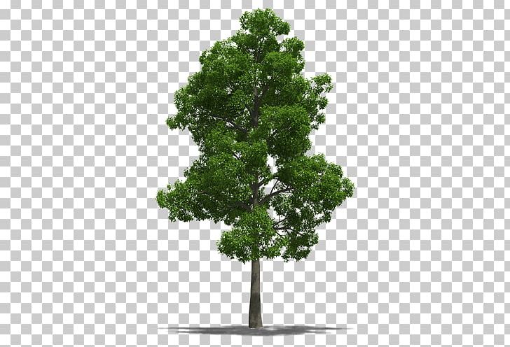 Jamaica National Symbol Talipariti Elatum Tree PNG, Clipart, Beech, Branch, Conifer, Desktop Wallpaper, Drawing Free PNG Download