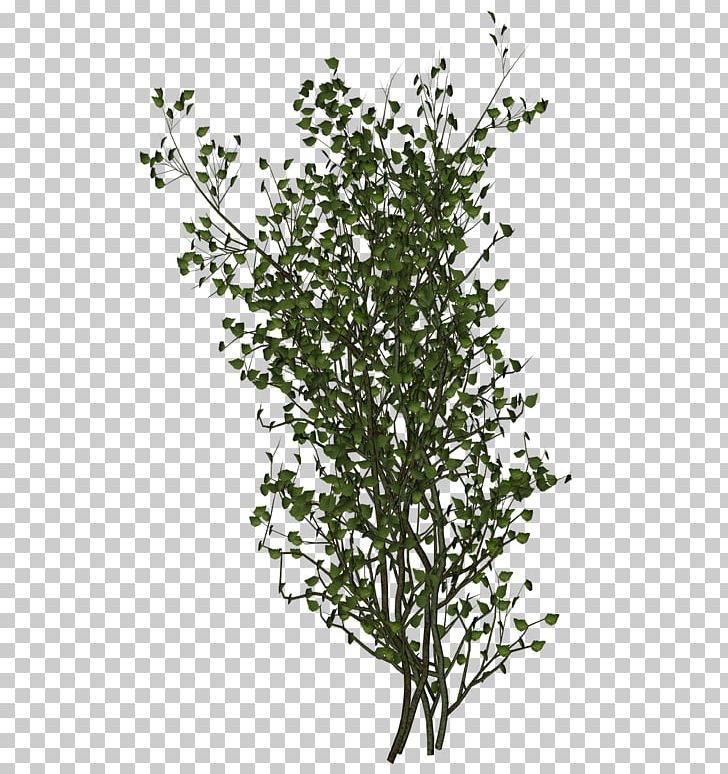 Out-Tree Leaf Shrub Branch PNG, Clipart, Acute Myeloid Leukemia, Birch, Blog, Branch, Business Free PNG Download