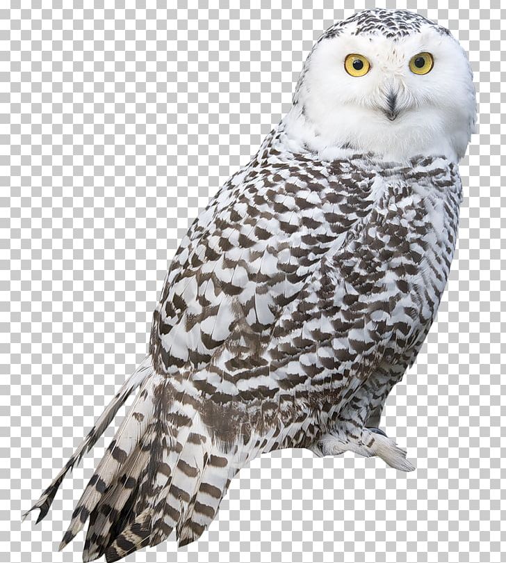 Snowy Owl Bird Arctic Fox PNG, Clipart, Arctic Fox, Barn Owl, Barred Owl, Beak, Bird Free PNG Download