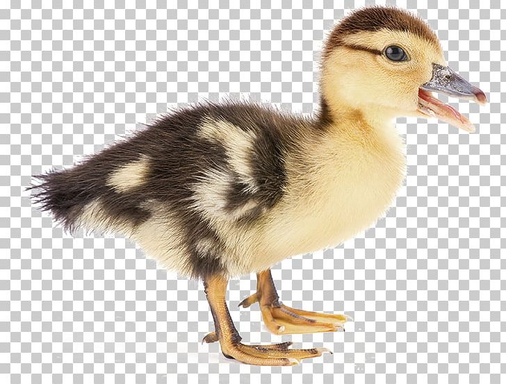 Duck Stock Photography Mallard PNG, Clipart, Alamy, Animals, Baby, Banco De Imagens, Beak Free PNG Download