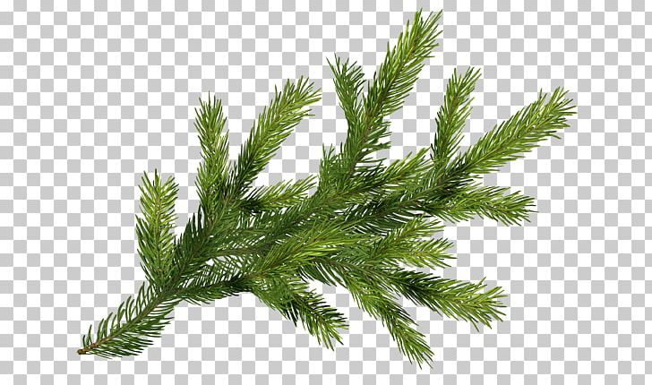 June 0 Spruce 1 Ded Moroz PNG, Clipart, 3 June, 2015, 2017, 2018, Author Free PNG Download