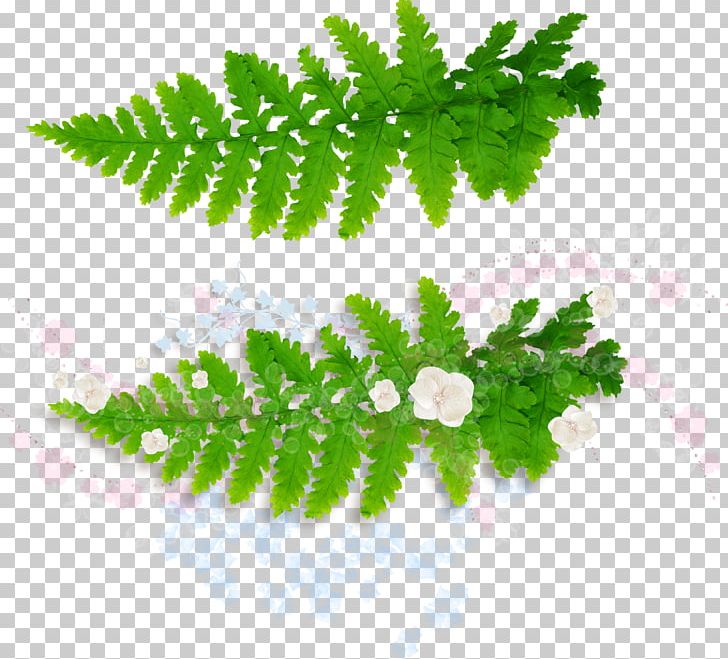 Leaf Fern Vascular Plant Burknar PNG, Clipart, Branch, Burknar, Download, Equisetum, Fern Free PNG Download
