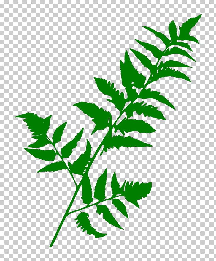 Leaf Plant Stem Flower Vascular Plant PNG, Clipart, Arecaceae, Artificial Flower, Branch, Fern, Flower Free PNG Download