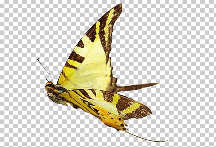 Butterfly Brush-footed Butterflies Moth Insect PNG, Clipart, Arthropod, Brush Footed Butterfly, Butterfly, Digital Image, Encapsulated Postscript Free PNG Download