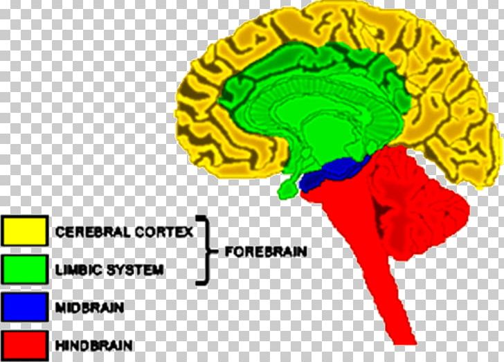 Forebrain Hindbrain Nervous System Cerebrum PNG, Clipart,  Free PNG Download
