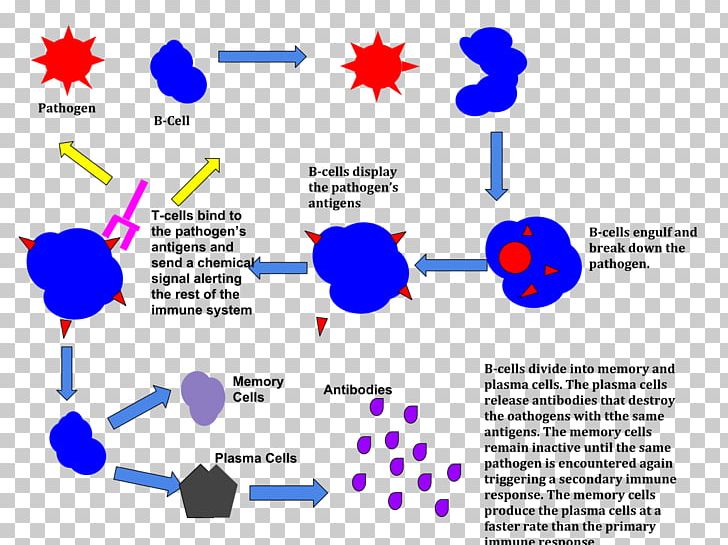 Immune System Immunity The Immune Response Antigen PNG, Clipart, Anatomy, Angle, Anthrax Bacterium, Antigen, Area Free PNG Download
