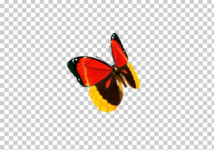 Monarch Butterfly Pieridae PNG, Clipart, Animal, Arthropod, Brush Footed Butterfly, Butterflies, Butterfly Free PNG Download