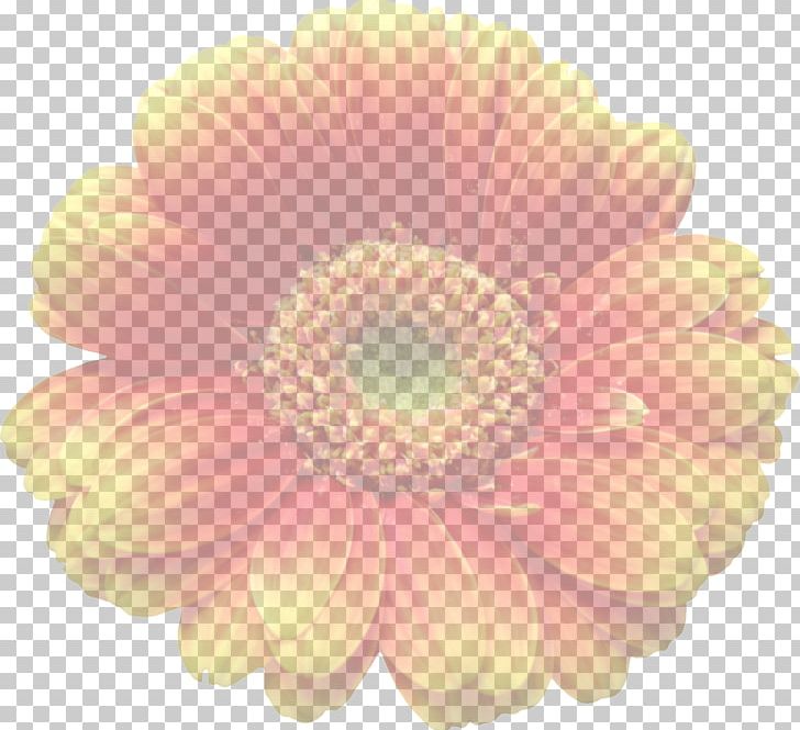 Transvaal Daisy Cut Flowers Transparency And Translucency PNG, Clipart, Chrysanthemum, Chrysanths, Cut Flowers, Dahlia, Daisy Family Free PNG Download