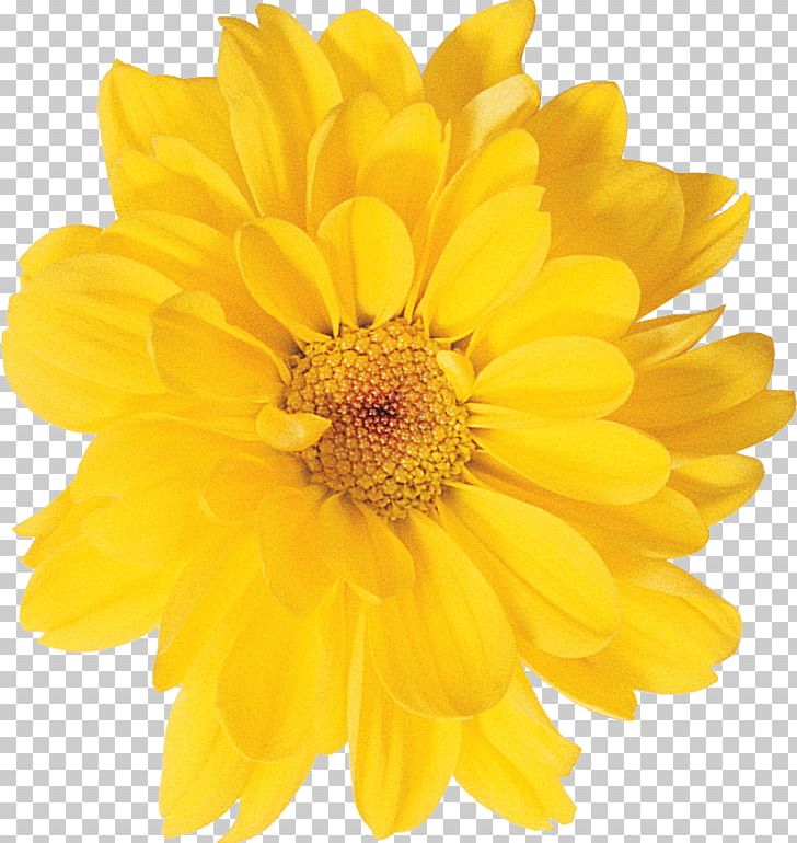 Chrysanthemum Yellow Photography Oxeye Daisy PNG, Clipart, Annual Plant, Calendula, Chrysanthemum, Chrysanths, Color Free PNG Download