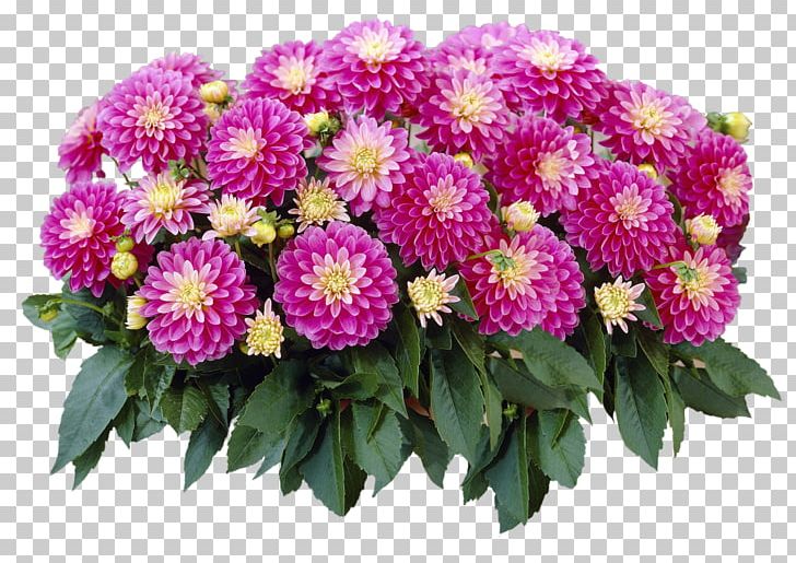 Flower Garden Bulb Seed Flowering Plant PNG, Clipart, Annual Plant, Aster, Bulb, Chrysanths, Common Sunflower Free PNG Download