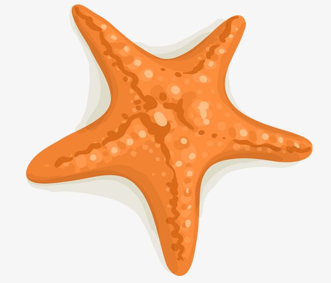 Orange Cartoon Starfish PNG, Clipart, Cartoon, Cartoon Clipart, Decorative,  Decorative Pattern, Dig Free PNG Download