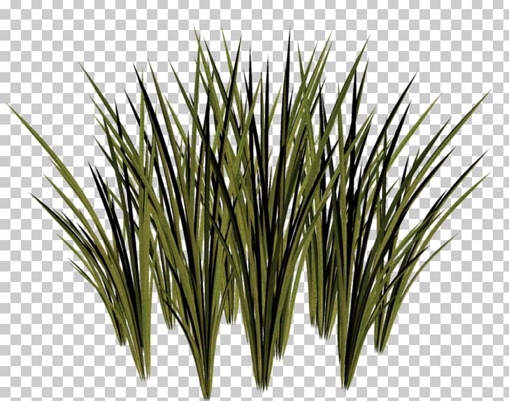 Animation Herbaceous Plant PNG, Clipart, Animation, Commodity, Digital Image, Flower, Garden Free PNG Download