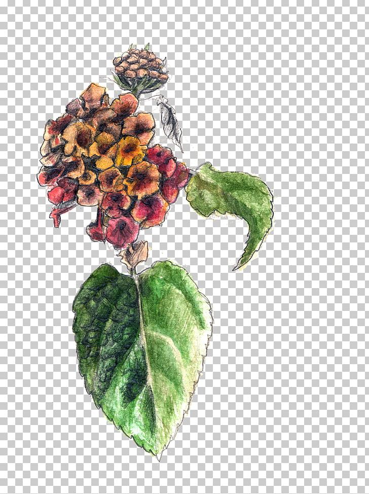 Art Flower Lantana Camara Sketch PNG, Clipart, Art, Color, Colored Pencil, Fine Art, Flower Free PNG Download